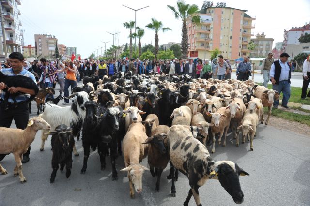 Kepez'de Yörük Göçü Düzenlendi