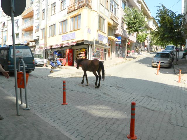 şaşkın Beygir Malkarada Trafiği Karıştırdı