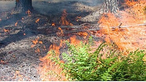YAZ AYLARININ BÜYÜK KABUSU ORMAN YANGINLARI