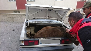 Hayvan Hırsızlığı Yapan Çete Suçüstü Yakalandı!
