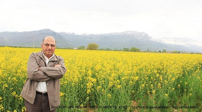 Suğla ovası sarıya büründü