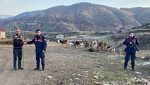 Jandarma’nın bulduğu büyük baş hayvanlar sahibine verildi