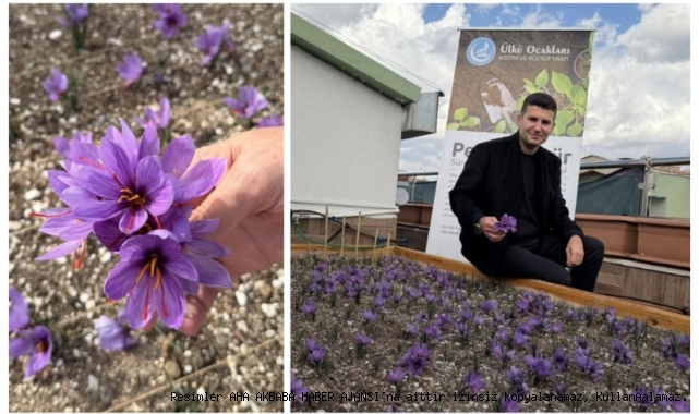 Ülkü Ocakları Genel Merkezi'nin Terasında Safran Hasadı Yapıldı