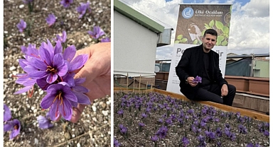 Ülkü Ocakları Genel Merkezi'nin Terasında Safran Hasadı Yapıldı