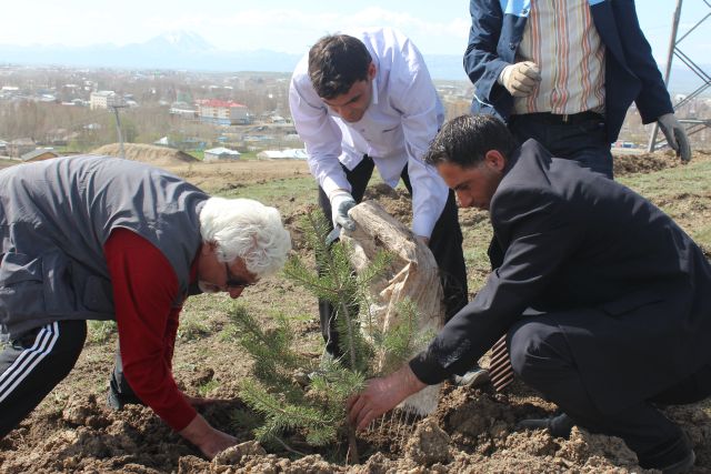 Küpkıran Kayak Tesisine 250 Adet çam Ağacı Dikildi