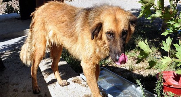 Ayvalık'ta Kedi Ve Köpekler Kısırlaştırılacak