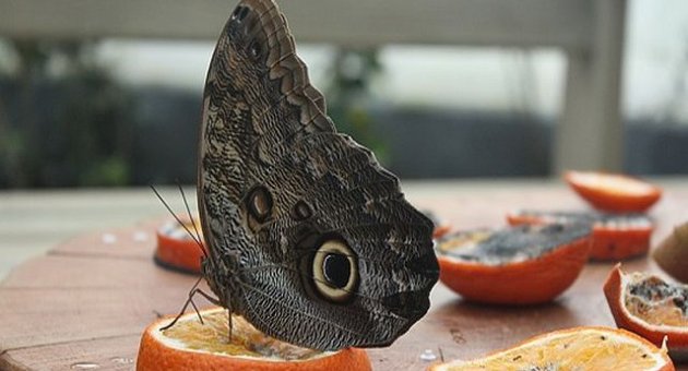 İstanbul’da Bir Cennet Köşesi